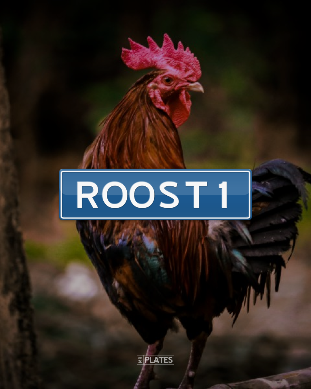 ROOST1 (SYDNEY CITY ROOSTERS) Number Plates For Sale, NSW - MrPlates