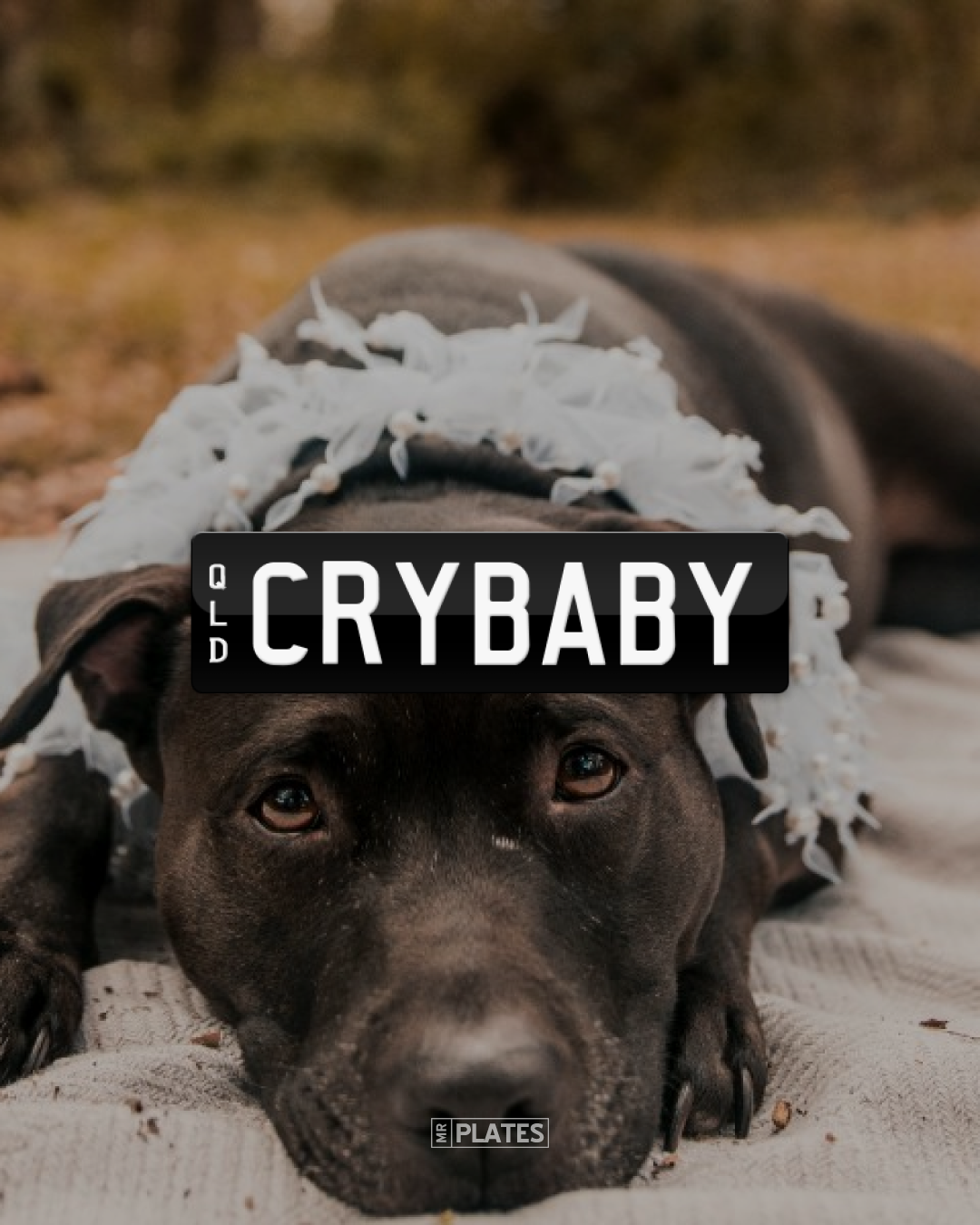 crybaby-number-plates-for-sale-qld-mrplates